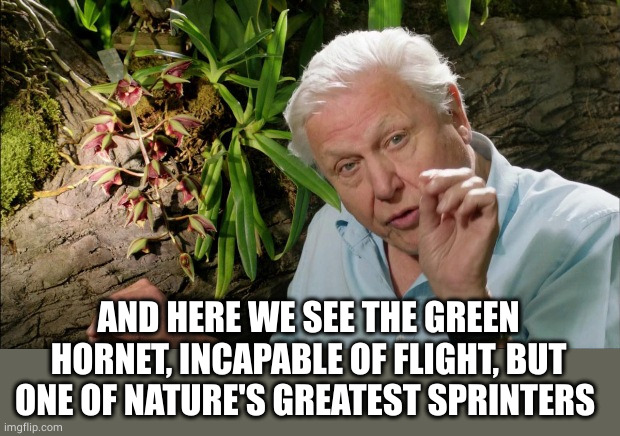 David Attenborough | AND HERE WE SEE THE GREEN HORNET, INCAPABLE OF FLIGHT, BUT ONE OF NATURE'S GREATEST SPRINTERS | image tagged in david attenborough | made w/ Imgflip meme maker