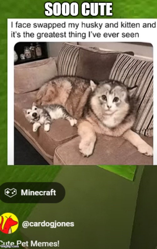 DOG AND CAT | SOOO CUTE | image tagged in c,u,t,e | made w/ Imgflip meme maker