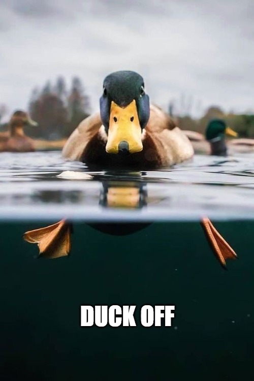 Quack Quack | DUCK OFF | image tagged in duck,animal,funny | made w/ Imgflip meme maker
