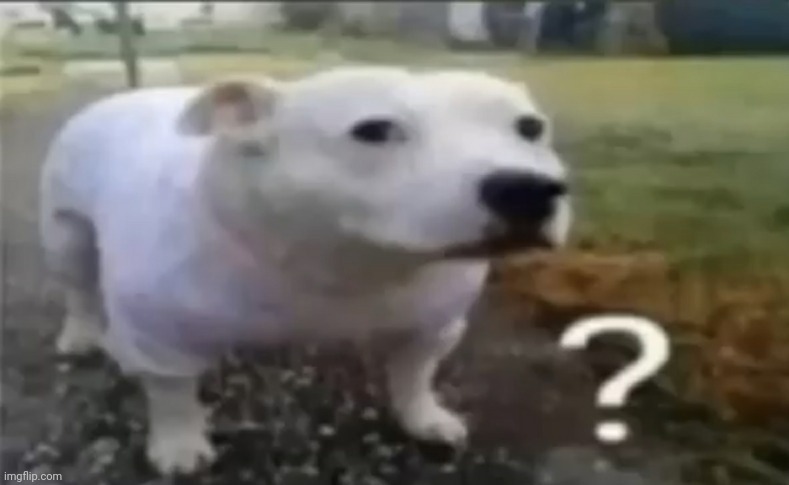 What the dog doin | made w/ Imgflip meme maker