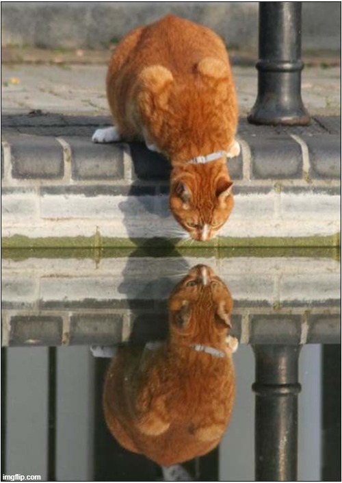 Who Are You ? | image tagged in cats,reflection,who are you | made w/ Imgflip meme maker
