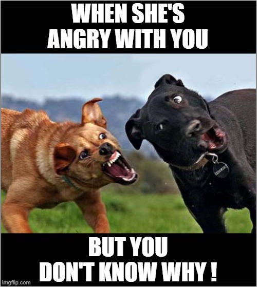 Looks Familiar ? | WHEN SHE'S ANGRY WITH YOU; BUT YOU DON'T KNOW WHY ! | image tagged in dogs,argument | made w/ Imgflip meme maker
