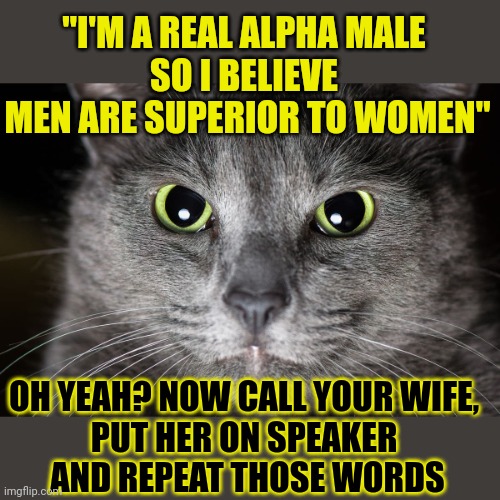 This #lolcat wonders why alpha males are cowards | "I'M A REAL ALPHA MALE 
SO I BELIEVE 
MEN ARE SUPERIOR TO WOMEN"; OH YEAH? NOW CALL YOUR WIFE, 
PUT HER ON SPEAKER 
AND REPEAT THOSE WORDS | image tagged in alpha male,lolcat,cowards,stupid people | made w/ Imgflip meme maker