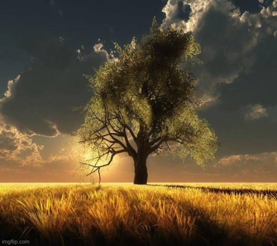 Tree of Life | image tagged in tree of life | made w/ Imgflip meme maker