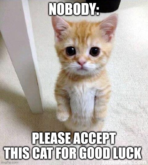 Good luck cat | NOBODY:; PLEASE ACCEPT THIS CAT FOR GOOD LUCK | image tagged in memes,cute cat,jpfan102504 | made w/ Imgflip meme maker