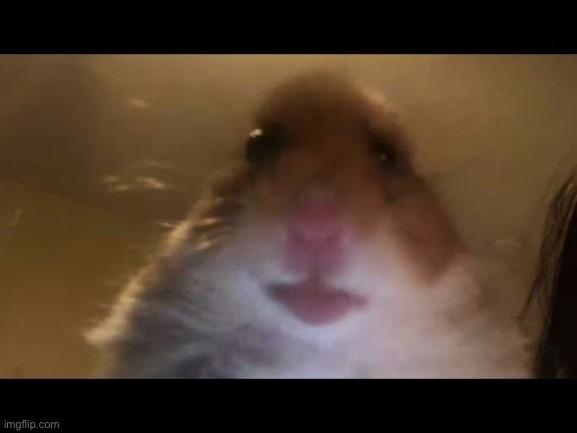 Hamster looking at camera | image tagged in hamster looking at camera | made w/ Imgflip meme maker