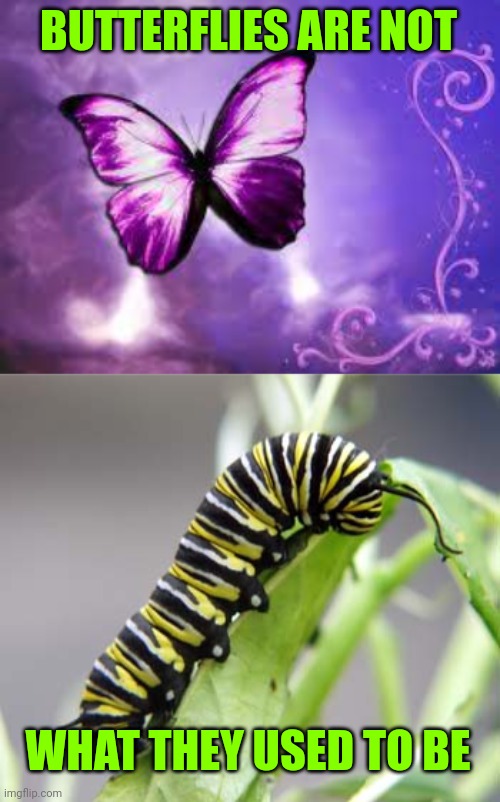 BUTTERFLIES ARE NOT; WHAT THEY USED TO BE | image tagged in purple butterfly,caterpillar | made w/ Imgflip meme maker