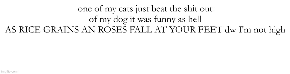 I NEVER THOUGHT ITD BE THIS WAY JUST ME AND YOU WERE HERE ALONE | one of my cats just beat the shit out of my dog it was funny as hell
AS RICE GRAINS AN ROSES FALL AT YOUR FEET dw I'm not high | made w/ Imgflip meme maker