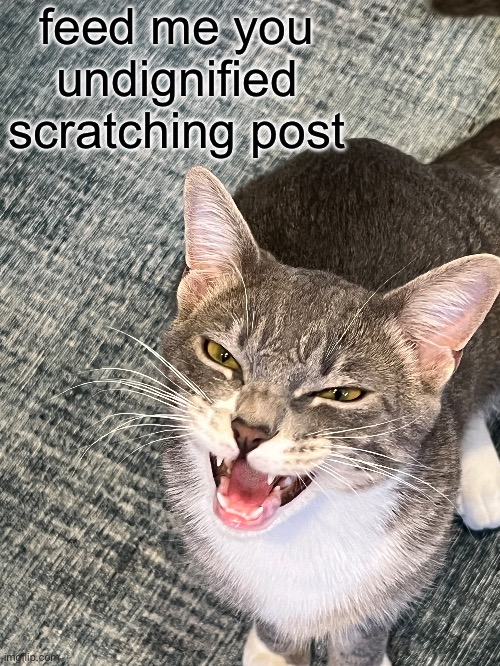 feed me you undignified scratching post | image tagged in angry | made w/ Imgflip meme maker