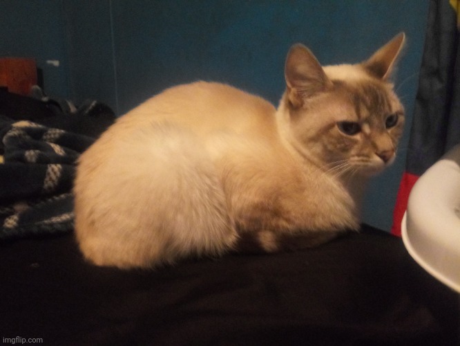 Loaf of kitty | made w/ Imgflip meme maker