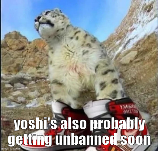 drippy cat | yoshi's also probably getting unbanned soon | image tagged in drippy cat | made w/ Imgflip meme maker