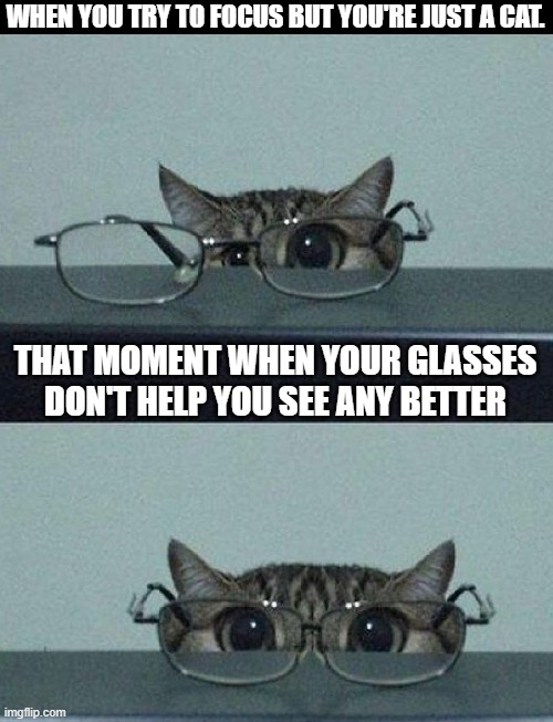 when you try to focus | WHEN YOU TRY TO FOCUS BUT YOU'RE JUST A CAT. THAT MOMENT WHEN YOUR GLASSES DON'T HELP YOU SEE ANY BETTER | image tagged in cats,memes,funny,hilarious memes | made w/ Imgflip meme maker