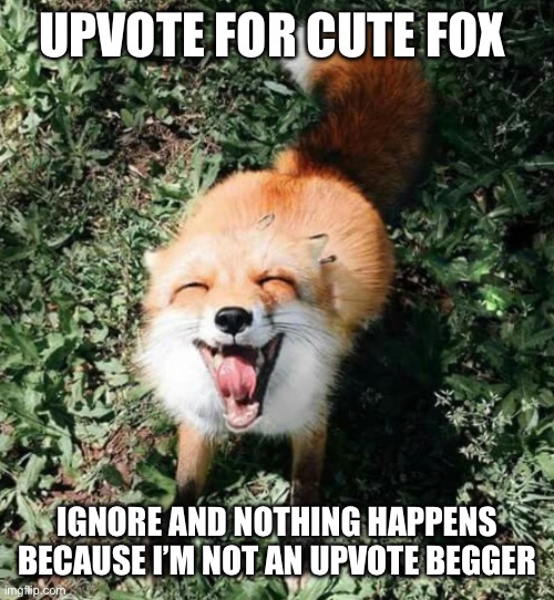 TAKE A LOOK AT THE CUTE FOX