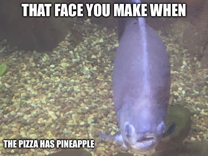 Pacu disgust | THAT FACE YOU MAKE WHEN; THE PIZZA HAS PINEAPPLE | image tagged in fish | made w/ Imgflip meme maker