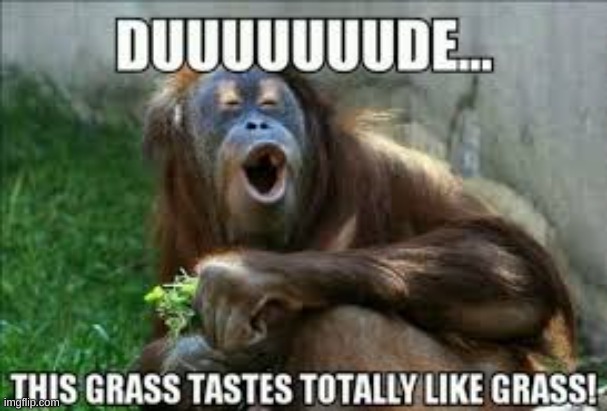 what if it wasnt grass ... | image tagged in funny,memes,goofy,monkey | made w/ Imgflip meme maker