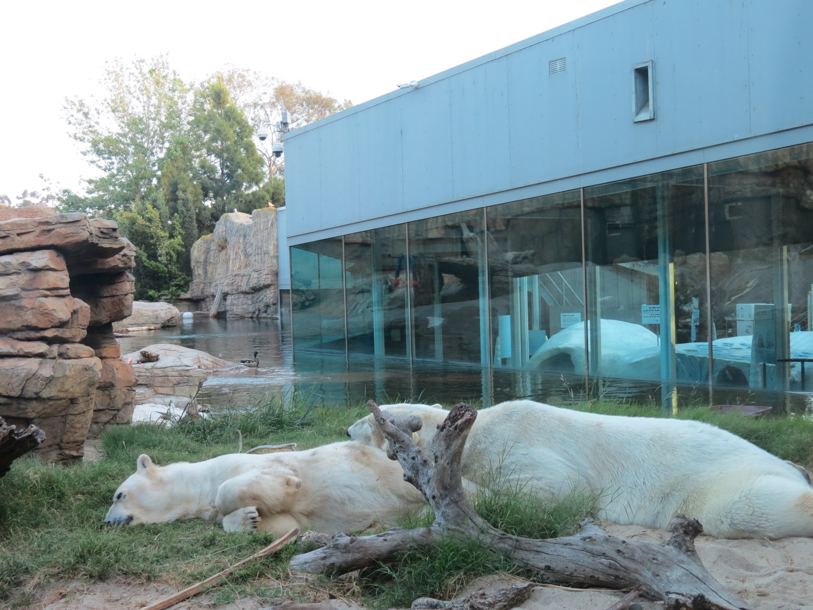 High Quality San Diego Zoo Polar Bear Exhibit Blank Meme Template