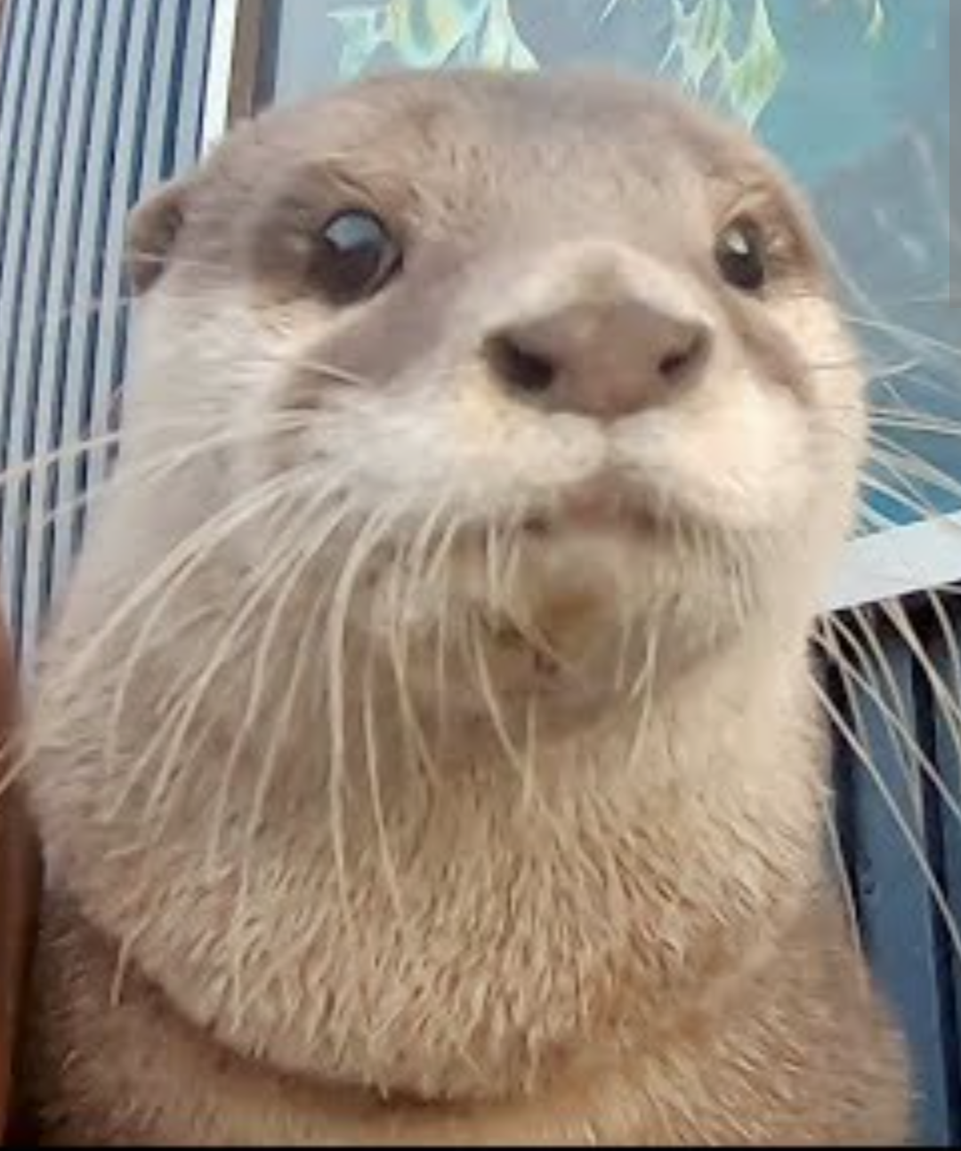 Aty Selfie Blank Meme Template