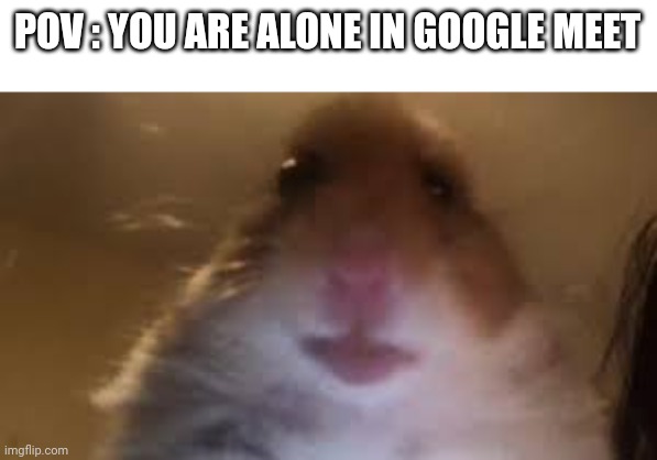 All alone... | POV : YOU ARE ALONE IN GOOGLE MEET | image tagged in facetime hamster,group chats | made w/ Imgflip meme maker