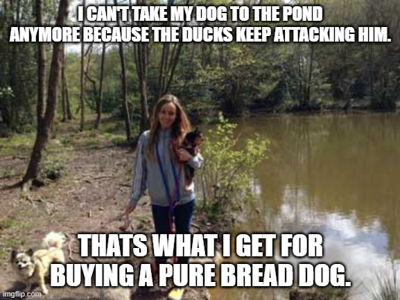 Daily Bad Dad Joke March 25,2024 | I CAN'T TAKE MY DOG TO THE POND ANYMORE BECAUSE THE DUCKS KEEP ATTACKING HIM. THATS WHAT I GET FOR BUYING A PURE BREAD DOG. | image tagged in dog pond | made w/ Imgflip meme maker