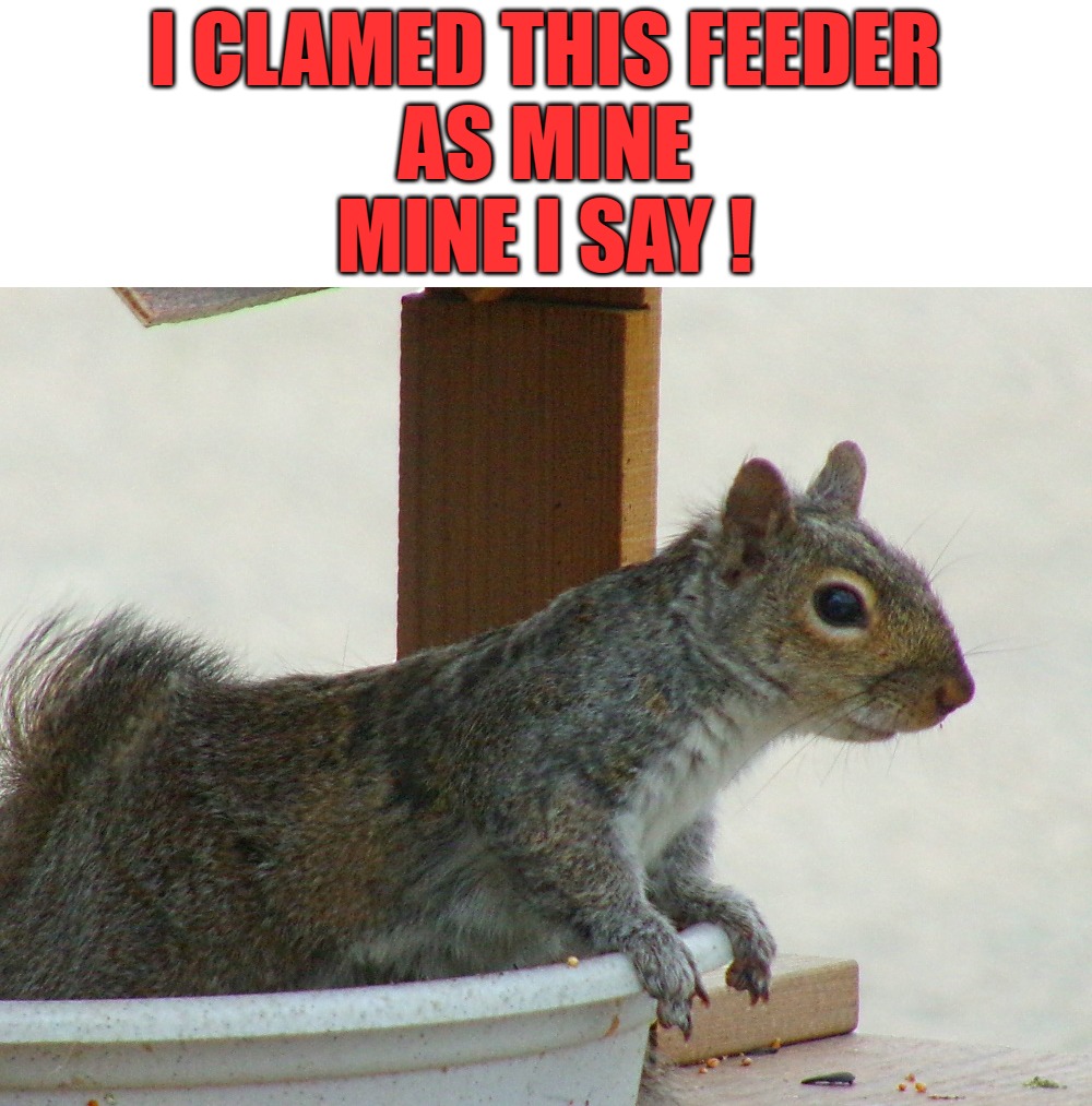 I  claimed this feeder in the name of ME | I CLAMED THIS FEEDER
AS MINE
MINE I SAY ! | image tagged in squirrel,kewlew | made w/ Imgflip meme maker