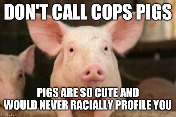 pig | DON'T CALL COPS PIGS; PIGS ARE SO CUTE AND WOULD NEVER RACIALLY PROFILE YOU | image tagged in pig | made w/ Imgflip meme maker