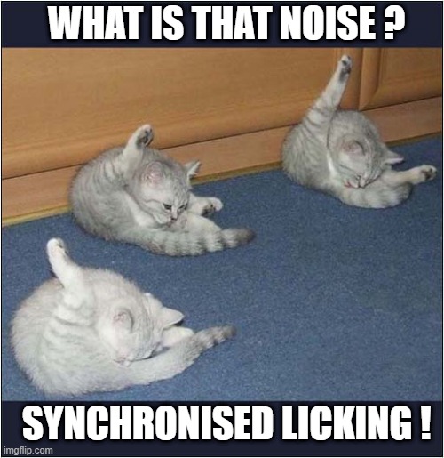 Audible Squelching Sound | WHAT IS THAT NOISE ? SYNCHRONISED LICKING ! | image tagged in cats,squelching,synchronised,licking | made w/ Imgflip meme maker