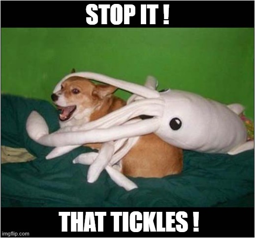 Corgi Vs Giant Squid ! | STOP IT ! THAT TICKLES ! | image tagged in dogs,corgi,squid,tickles | made w/ Imgflip meme maker
