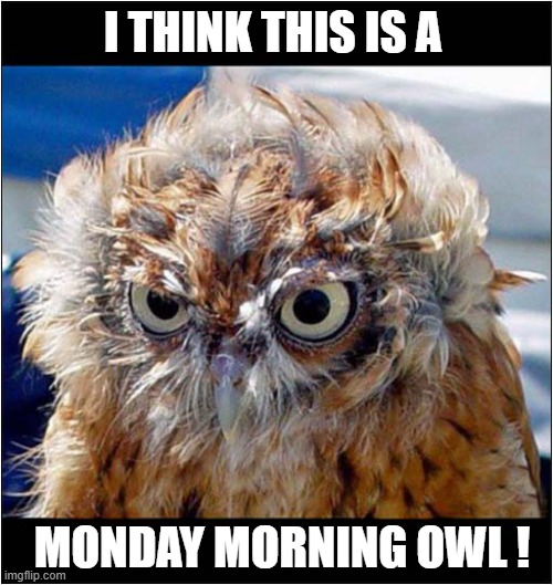 What Will Annoy Him This Week ? | I THINK THIS IS A; MONDAY MORNING OWL ! | image tagged in i hate mondays,owls,annoyance | made w/ Imgflip meme maker