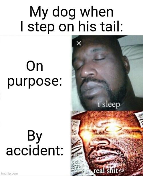 i dont understand dogs smh | My dog when I step on his tail:; On purpose:; By accident: | image tagged in memes,sleeping shaq,dogs | made w/ Imgflip meme maker