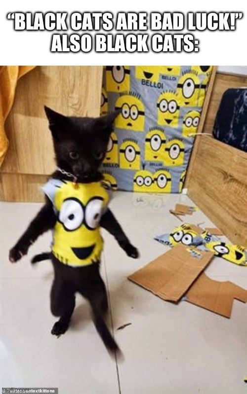 Black cats | “BLACK CATS ARE BAD LUCK!”
ALSO BLACK CATS: | image tagged in memes,funny,gifs,not really a gif,cats | made w/ Imgflip meme maker