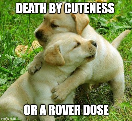 Puppy I love bro | DEATH BY CUTENESS; OR A ROVER DOSE | image tagged in puppy i love bro | made w/ Imgflip meme maker