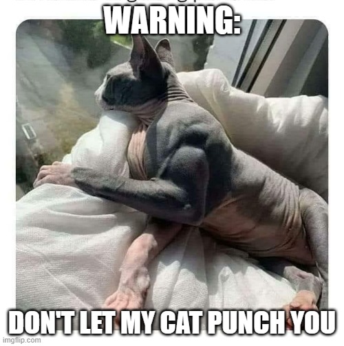 meme by Brad This cat has muscles | WARNING:; DON'T LET MY CAT PUNCH YOU | image tagged in cats,funny,funny cat memes,muscles,humor,funny cats | made w/ Imgflip meme maker