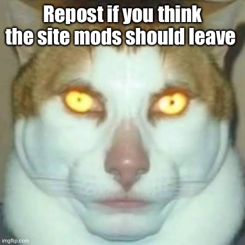 Sigma Cat | Repost if you think the site mods should leave | image tagged in sigma cat | made w/ Imgflip meme maker