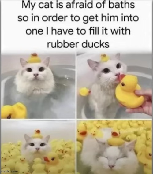 Excuse me Lucifer, are you done yet? | image tagged in cats,rubber ducks,characters,hazbin hotel,lucifer | made w/ Imgflip meme maker
