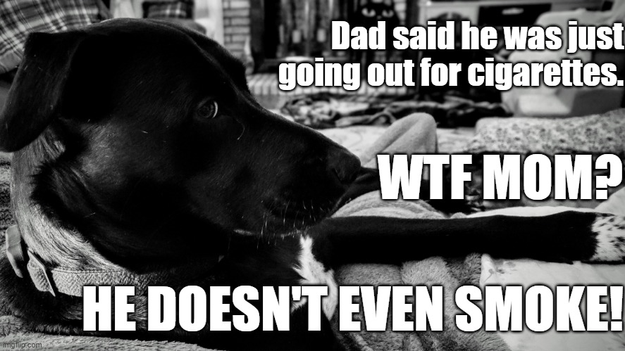 WTF Mom? | Dad said he was just going out for cigarettes. WTF MOM? HE DOESN'T EVEN SMOKE! | image tagged in doggy side eye,dogs,side eye,dark humor | made w/ Imgflip meme maker