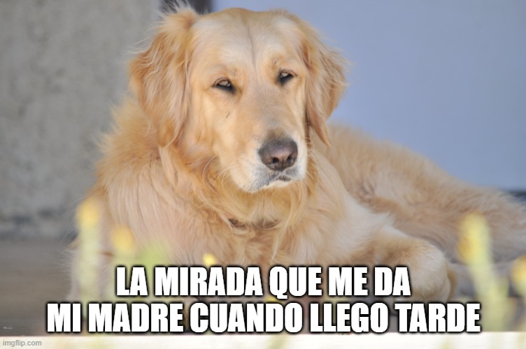 Mi madre | LA MIRADA QUE ME DA MI MADRE CUANDO LLEGO TARDE | image tagged in dogs | made w/ Imgflip meme maker