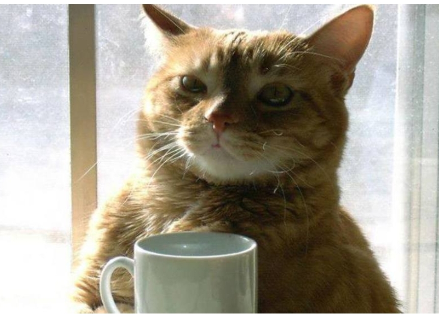 Coffee Cat Blank Meme Template