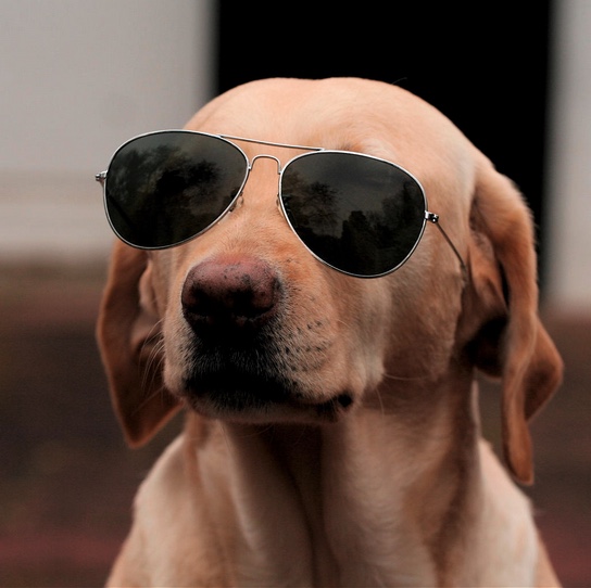 dog with sunglasses Blank Meme Template