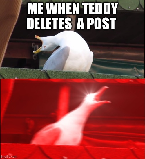 It’s a joke ok it’s in the inside | ME WHEN TEDDY DELETES  A POST | image tagged in screaming bird | made w/ Imgflip meme maker