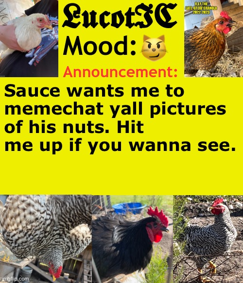 No joke | 😼; Sauce wants me to memechat yall pictures of his nuts. Hit me up if you wanna see. | image tagged in lucotic's cocks announcement template | made w/ Imgflip meme maker
