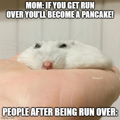 Squish | MOM: IF YOU GET RUN OVER YOU'LL BECOME A PANCAKE! PEOPLE AFTER BEING RUN OVER: | image tagged in squishy hamster | made w/ Imgflip meme maker