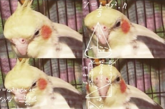 confused birb | image tagged in confused birb | made w/ Imgflip meme maker