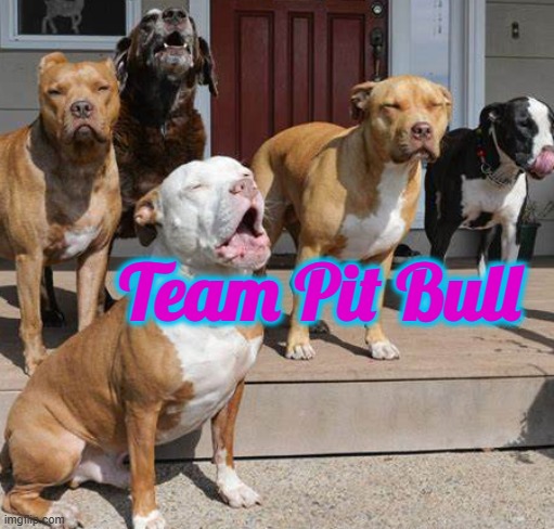 Team Pit Bull | Team Pit Bull | image tagged in memes | made w/ Imgflip meme maker