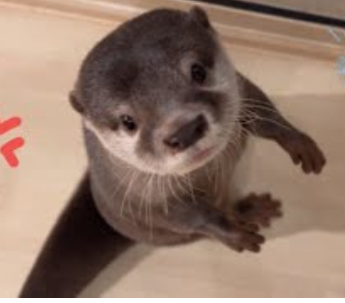 Otter Bob Angry That Tengolf Is The Hated Ship Blank Meme Template