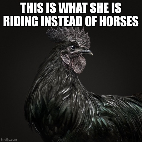 Black Rooster | THIS IS WHAT SHE IS RIDING INSTEAD OF HORSES | image tagged in black rooster | made w/ Imgflip meme maker