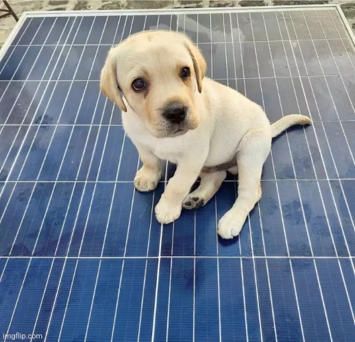 Puppy on Solar Panel | image tagged in puppy on solar panel | made w/ Imgflip meme maker