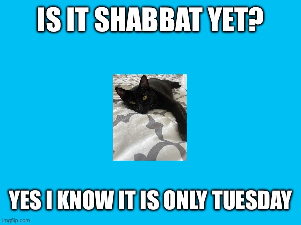 Yes I know it is only Tuesday | IS IT SHABBAT YET? YES I KNOW IT IS ONLY TUESDAY | image tagged in shabbat,tuesday,cats | made w/ Imgflip meme maker