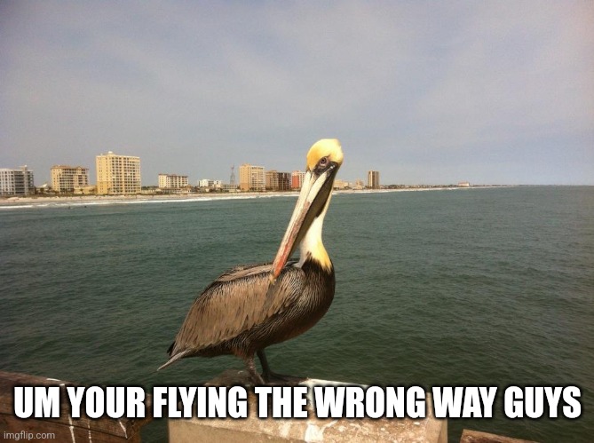 Trump Pelican | UM YOUR FLYING THE WRONG WAY GUYS | image tagged in trump pelican | made w/ Imgflip meme maker