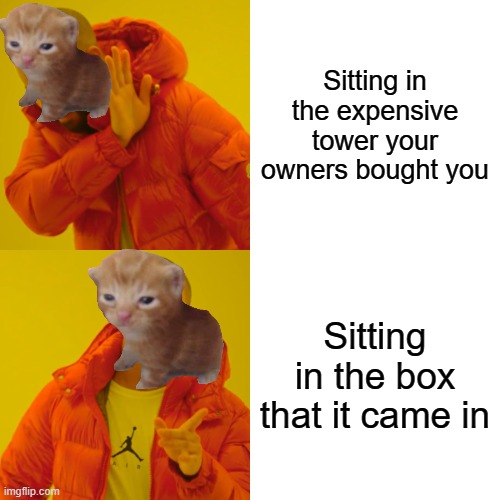 Cats be like | Sitting in the expensive tower your owners bought you; Sitting in the box that it came in | image tagged in memes,drake hotline bling | made w/ Imgflip meme maker