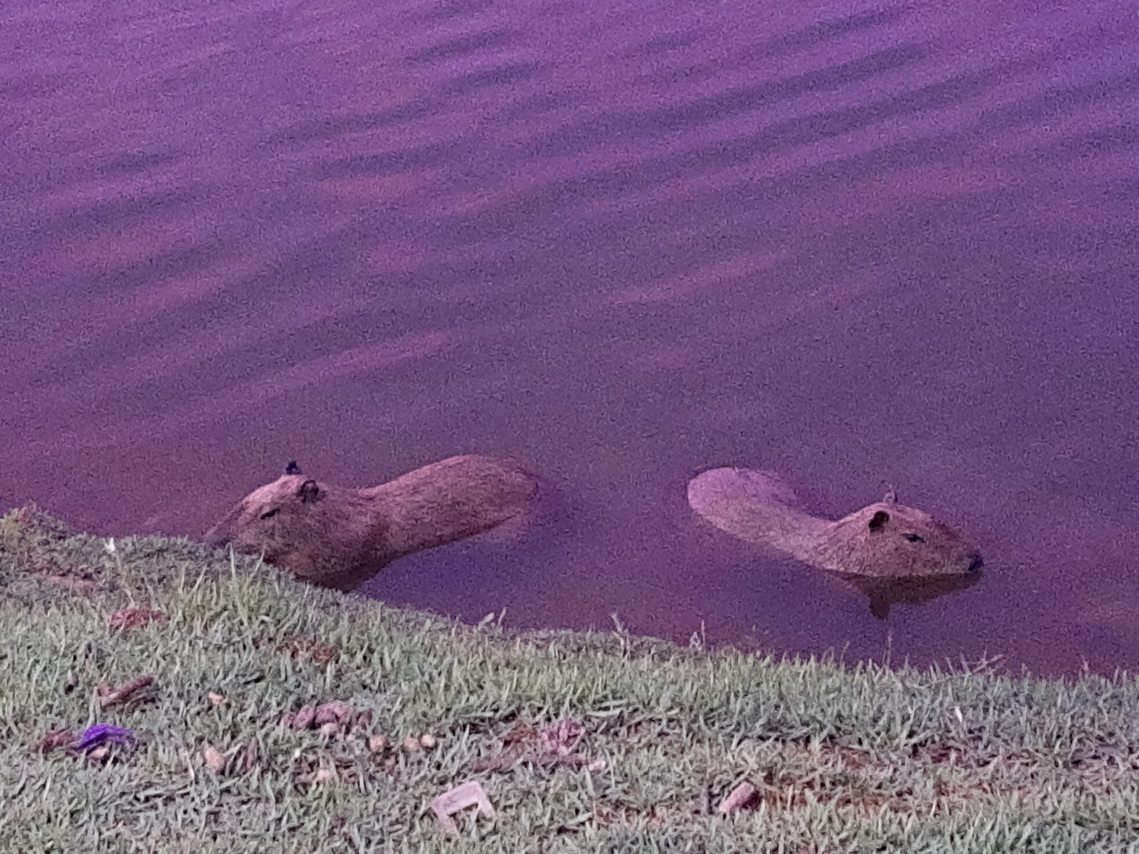 Capivara JOI Blank Meme Template